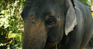 Bir fil, savannah, Afrika'da yaşayan büyük hayvan portresi birçok filler görmek için bir safari ödemek için gidin. Kavramı: hayvanlar, vahşi, doğa sevgisi.