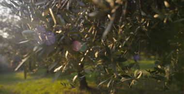 İtalyan insan kendi alanında zeytin hasat kalite kontrol etmek için önce kontrol