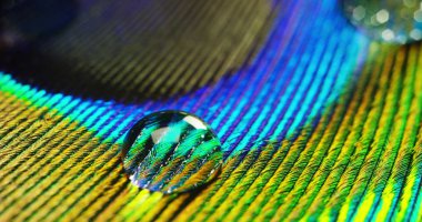 yakın çekim veya makro renkli tavus kuşu, tüy üzerinde bir damla ile. Tavus kuşu tüy renkleri ve dokuları dolu güzel ve dekore edilmiş olur. Konsept: renk doğruluğu, doğa, renkleri gökkuşağı.