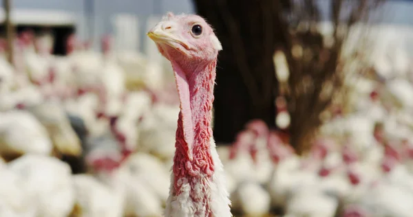 Super slow motion of white turkeys on a farmland with scenic hills view (close up) — Stock Photo, Image