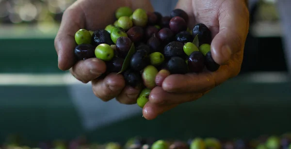 expert hand of quality controller of italian olives to get perfect tasty special oil