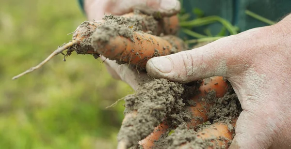 Mãos marcadas pelo trabalho e pelo tempo de um agricultor experiente limpo pela mãe terra um arbusto de cenouras frescas recém-colhidas — Fotografia de Stock