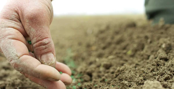 Mãos marcadas pelo trabalho e pelo tempo de um agricultor experiente limpo pela mãe terra um arbusto de cenouras frescas recém-colhidas — Fotografia de Stock
