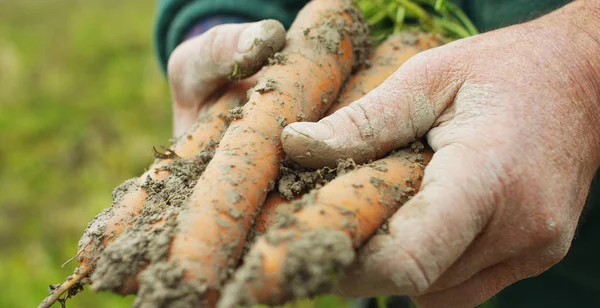 Manos marcadas por el trabajo y por el tiempo de un agricultor experimentado limpiado por la madre tierra un arbusto de zanahorias frescas recién recogidas —  Fotos de Stock