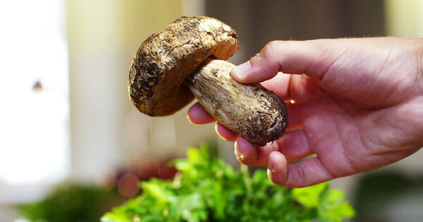 A chef chooses freshly picked Italian mushroom of excellent quality to be able to cook. concept of Italian diet. health and healthy eating.