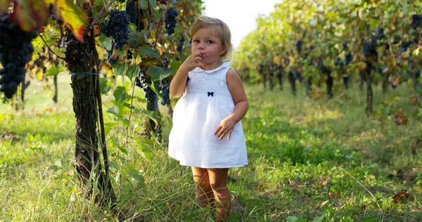 Dois anos de idade come uvas tintas orgânicas do vinhedo antes da colheita. conceito de natureza orgânica e vinho sem sulfitos. conceito de juventude e conexão com a natureza — Fotografia de Stock