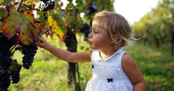 Deux ans mange du raisin rouge bio du vignoble avant la récolte. concept de nature biologique et de vin sans sulfites. concept de jeunesse et connexion avec la nature — Photo