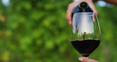 üzüm bağları hasat için kız Eylül ayında toplar büyük hasat için İtalya'da seçili üzüm demet. biyolojik kavramı kimlik, organik gıda ve iyi şarap el yapımı