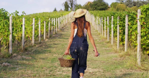 Gadis pada bulan September untuk memanen kebun anggur, mengumpulkan tanaman anggur terpilih di Italia untuk panen besar. konsep biologis id, makanan organik dan anggur buatan tangan halus — Stok Foto