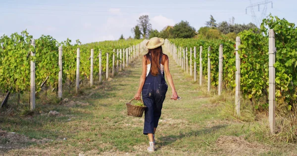 Gadis pada bulan September untuk memanen kebun anggur, mengumpulkan tanaman anggur terpilih di Italia untuk panen besar. konsep biologis id, makanan organik dan anggur buatan tangan halus — Stok Foto