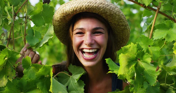 Üzüm bağları hasat için kız Eylül ayında toplar büyük hasat için İtalya'da seçili üzüm demet. biyolojik kavramı kimlik, organik gıda ve iyi şarap el yapımı — Stok fotoğraf