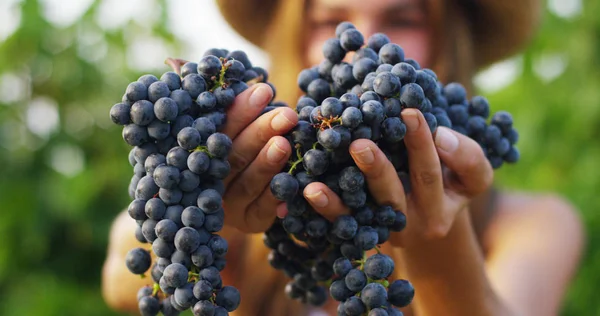 Fille en Septembre pour récolter des vignobles, recueille les grappes de raisins sélectionnés en Italie pour la grande récolte. concept biologique id, aliments biologiques et vin fin fait main — Photo