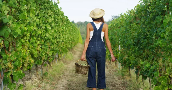 Fille en Septembre pour récolter des vignobles, recueille les grappes de raisins sélectionnés en Italie pour la grande récolte. concept biologique id, aliments biologiques et vin fin fait main — Photo