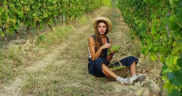 Niña en septiembre para cosechar viñedos, recoge los racimos de uva seleccionados en Italia para la gran cosecha. concepto biológico id, alimentos ecológicos y vino fino hecho a mano — Foto de Stock