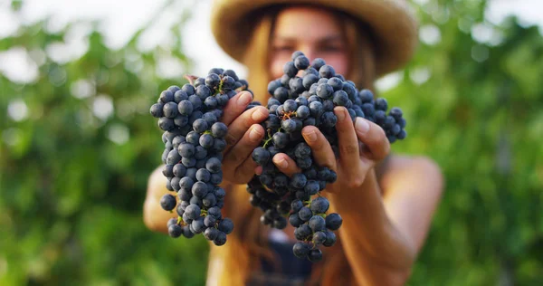 Fille en Septembre pour récolter des vignobles, recueille les grappes de raisins sélectionnés en Italie pour la grande récolte. concept biologique id, aliments biologiques et vin fin fait main — Photo