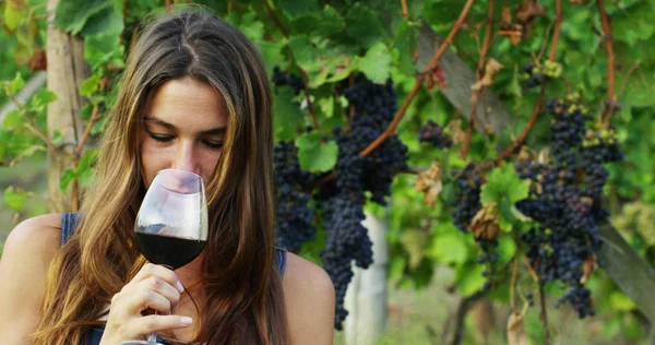 Niña en septiembre para cosechar viñedos, recoge los racimos de uva seleccionados en Italia para la gran cosecha. concepto biológico id, alimentos ecológicos y vino fino hecho a mano —  Fotos de Stock