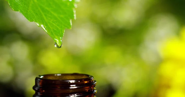 su damlaları, kokular ve kokular sağlıklı yaşam ve spa için aromaterapi temel yağlar karışımı. Güzellik kavramı. güzel kokulu esans. bir yaprak özü damla düşme havuzu Sağlık Merkezi