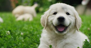 Güneşli bir günde güzel bir bahçe çim üzerinde oyun golden retriever yavru