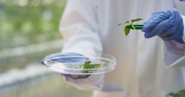Bir laboratuarda, pipetli bir bilim adamı test tüplerindeki DNA ve molekülleri ayırmak için renkli bir sıvıyı analiz eder. Konsept: araştırma, biyokimya, doğa, ilaç