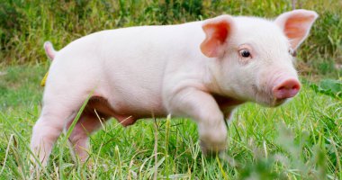 domuz şirin yeni doğmuş bir çim çim üzerinde duran. biyolojik, hayvan sağlığı, dostluk, kavramının doğasını seviyorum. vejetaryen ve vegan tarzı. doğaya saygı .