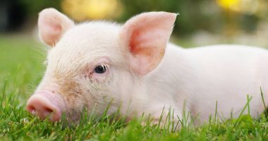 domuz şirin yeni doğmuş bir çim çim üzerinde duran. biyolojik, hayvan sağlığı, dostluk, kavramının doğasını seviyorum. vejetaryen ve vegan tarzı. doğaya saygı .