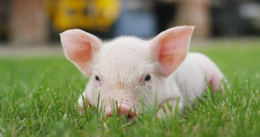 domuz şirin yeni doğmuş bir çim çim üzerinde duran. biyolojik, hayvan sağlığı, dostluk, kavramının doğasını seviyorum. vejetaryen ve vegan tarzı. doğaya saygı .