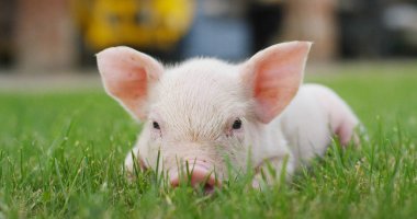 pig cute newborn standing on a grass lawn. concept of biological , animal health , friendship , love of nature . vegan and vegetarian style . respect for nature . clipart