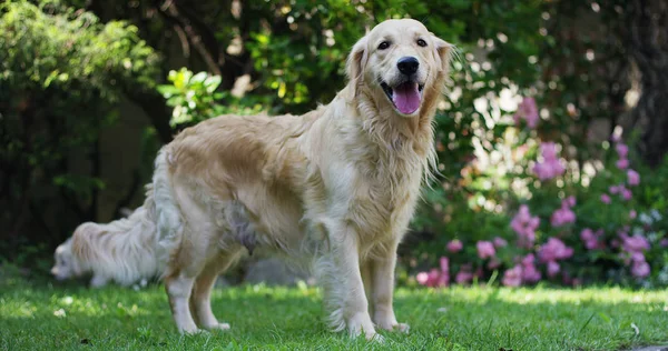 Wanita cantik dari Golden retriever berdiri di rumput di taman yang indah pada hari yang cerah — Stok Foto