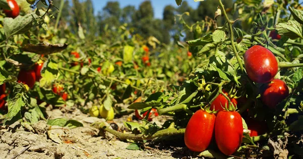 La mano di un contadino mostra di pomodori rossi italiani appena raccolti dalla sua terra. I pomodori biologici sono genuini e coltivati dalla cura dell'agricoltore. Concetto: italiano, agricoltura, pomodoro, natura — Foto Stock