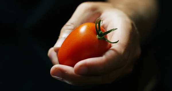 A mão de uma exposição de agricultores de tomates vermelhos italianos acabou de ser colhida da sua terra. Os tomates orgânicos são genuínos e cultivados pelo agricultor. Conceito: Italiano, agricultura, tomate, natureza — Fotografia de Stock