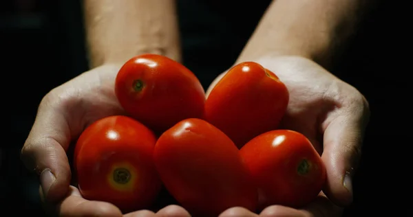 De hand van een landbouwer tentoonstelling van Italiaanse rode tomaten net geplukt uit zijn land. De biologische tomaten zijn echte en verbouwd door de zorg van de boer. Concept: Italiaans, landbouw, tomaat, natuur — Stockfoto