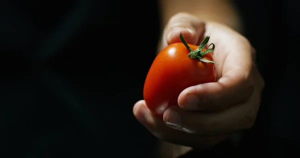 La main d'une exposition paysanne de tomates rouges italiennes vient d'être cueillie dans sa terre. Les tomates biologiques sont authentiques et cultivées par les soins des agriculteurs. Concept : italien, agriculture, tomate, nature — Photo