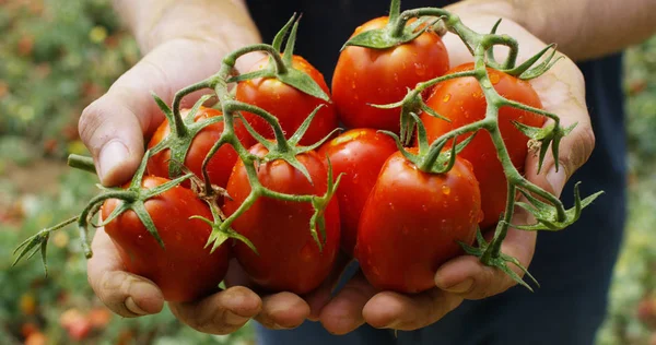 Handen av en bonde utställning av italienska röda tomater bara plockat från sin mark. De ekologiska tomaterna är äkta och odlade av jordbrukaren vård. Koncept: Italiensk, jordbruk, tomat, natur — Stockfoto