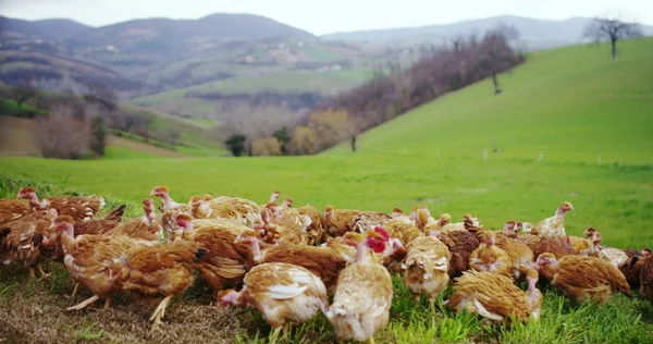 A herd of brown hens live in the countryside and peck the food while enjoying the outdoors and clean with mountains in the background — Stock Photo, Image