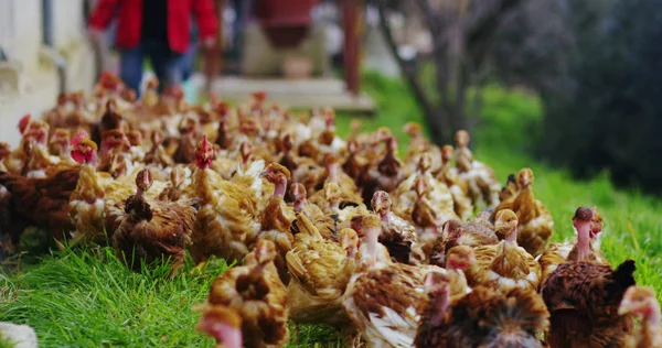Uma manada de galinhas marrons vivem no campo e bicar a comida enquanto desfruta do ar livre e limpo com montanhas no fundo — Fotografia de Stock