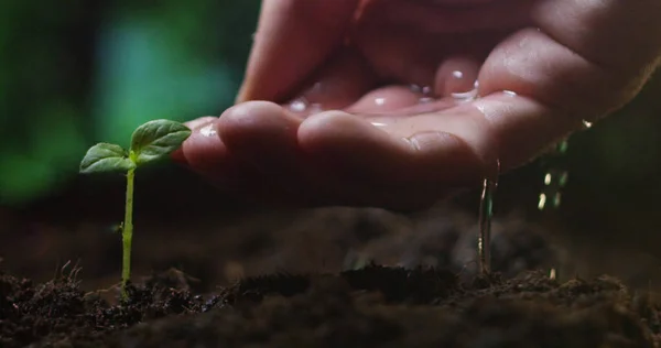Une jeune belle main arrosant une plante dans une atmosphère romantique naturelle et magique au ralenti extrême — Photo