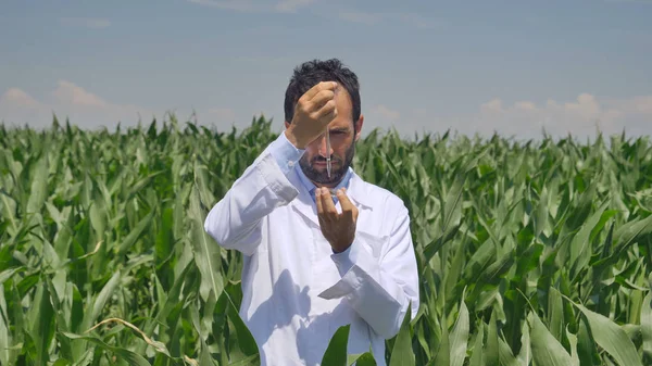 Um especialista em plantas, examina os campos de milho, em um casaco branco leva uma amostra de umidade da folha, um fundo de vegetação Conceito ecologia milho bio produto inspeção água produtos naturais, profissional — Fotografia de Stock