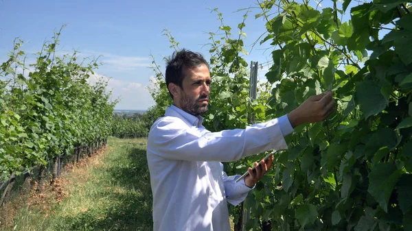 Specialist på växter, kontrollerar fälten druva, tar ett prov av leaf fukt, en bakgrund av grönska. Koncept: ekologi, vin, bio produkt, inspektion, vatten, naturliga produkter, professional. — Stockfoto