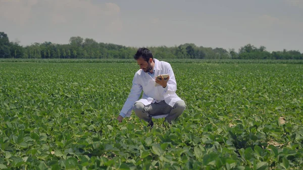 Um especialista em plantas, verificando a soja de campo, em um casaco branco faz uma análise de teste em um comprimido, um fundo de vegetação. Conceito ecologia, bio produto, inspeção, água, produtos naturais, profissional — Fotografia de Stock