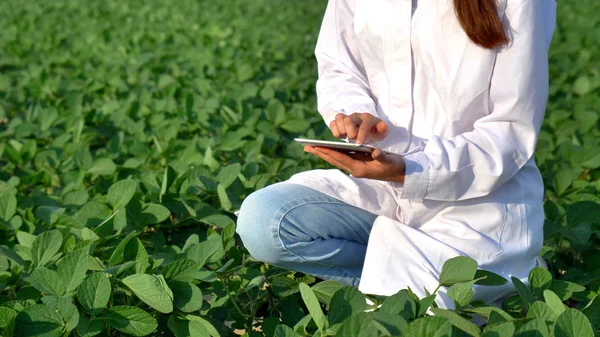Специалист по растениям, проверяя полевую сою, в белом халате проводит тестовый анализ в планшете, на фоне зелени. Концепция экология, биопродукт, инспекция, вода, натуральные продукты, профессиональные — стоковое фото