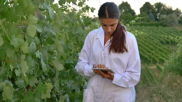 Een specialist van de plant is een meisje (vrouw), controleert de druiven velden, het bezit van een tablet, in een witte robe, een achtergrond van groen Concept ecologie, bio-product, inspectie, water, natuurlijke producten, professionele — Stockfoto