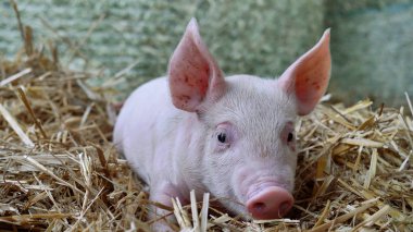 Pipet gruptaki bir domuz yavrusu yeni doğan ayakta. biyolojik, hayvan sağlığı, dostluk, kavramının doğasını seviyorum. vejetaryen ve vegan tarzı. hayvanlar saygı.