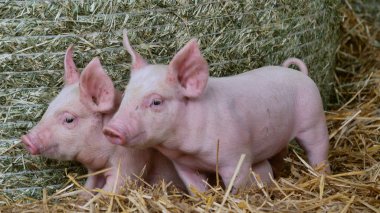 Pipet gruptaki bir domuz yavrusu yeni doğan ayakta. biyolojik, hayvan sağlığı, dostluk, kavramının doğasını seviyorum. vejetaryen ve vegan tarzı. hayvanlar saygı.