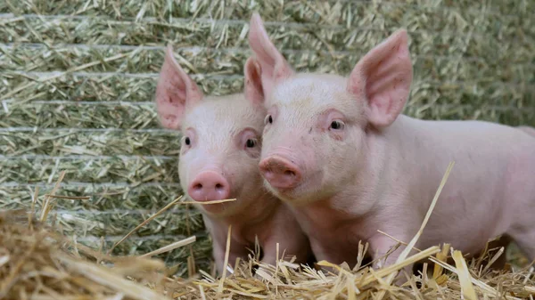 Um recém-nascido leitão em pé sobre uma palha na fazenda. conceito de biológico, saúde animal, amizade, amor à natureza. estilo vegan e vegetariano. respeito pelos animais . — Fotografia de Stock