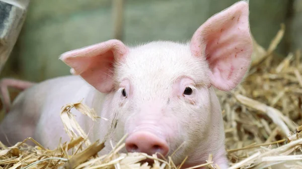 Lechón recién nacido de pie sobre una paja en la granja —  Fotos de Stock