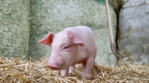 小猪新生站在农场里的一根稻草 — 图库照片