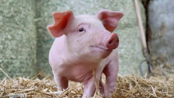 Um recém-nascido leitão em pé sobre uma palha na fazenda. conceito de biológico, saúde animal, amizade, amor à natureza. estilo vegan e vegetariano. respeito pelos animais . — Fotografia de Stock