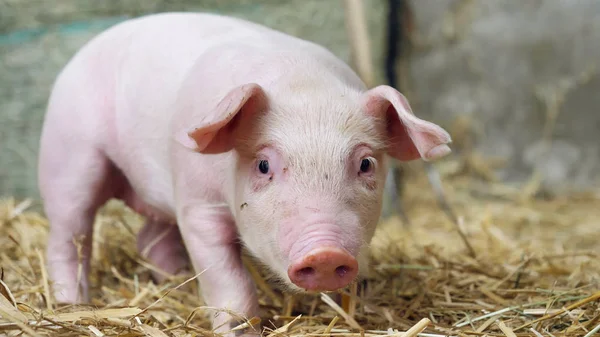 Свинячий новонароджений стоїть на соломі на фермі — стокове фото