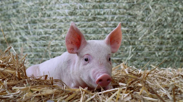 Pipet gruptaki bir domuz yavrusu yeni doğan ayakta. biyolojik, hayvan sağlığı, dostluk, kavramının doğasını seviyorum. vejetaryen ve vegan tarzı. hayvanlar saygı.