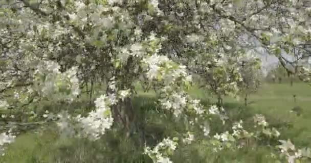 Hermoso Vuelo Sobre Jardín Flores Por Encima Del Pueblo Sobre — Vídeo de stock